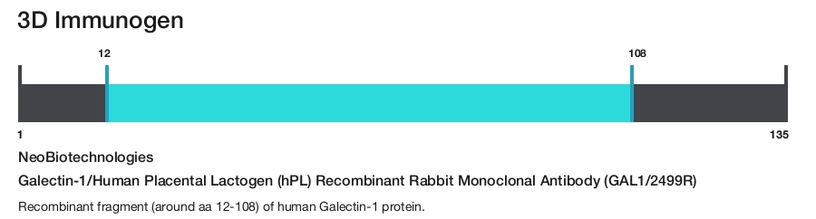 Galectin-1/Human Placental Lactogen (hPL) Recombinant Rabbit Monoclonal Antibody (GAL1/2499R)