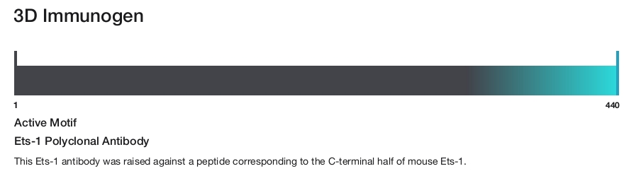 Ets-1 Polyclonal Antibody