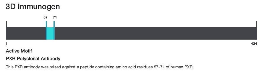 PXR Polyclonal Antibody