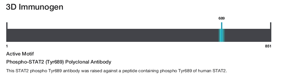 Phospho-STAT2 (Tyr689) Polyclonal Antibody