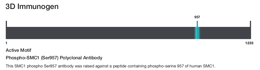 Phospho-SMC1 (Ser957) Polyclonal Antibody