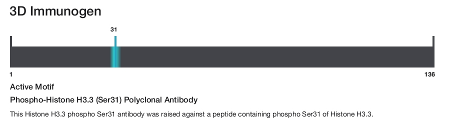 Phospho-Histone H3.3 (Ser31) Polyclonal Antibody