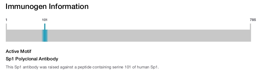 Sp1 Polyclonal Antibody