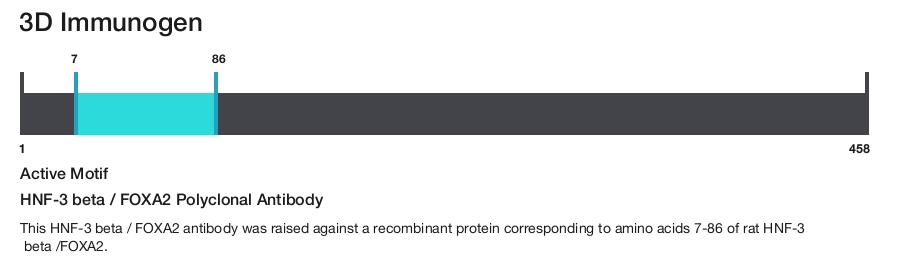 HNF-3 beta / FOXA2 Polyclonal Antibody