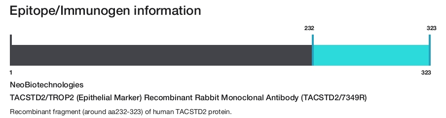 TACSTD2/TROP2 (Epithelial Marker) Recombinant Rabbit Monoclonal Antibody (TACSTD2/7349R)