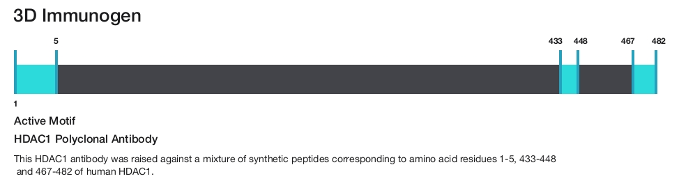 HDAC1 Polyclonal Antibody