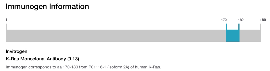 K-Ras Monoclonal Antibody (9.13)