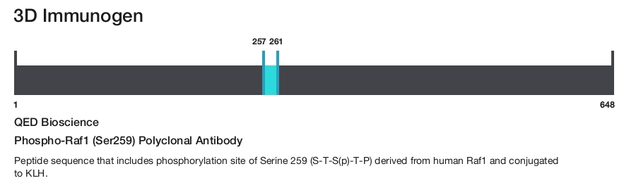 Phospho-Raf1 (Ser259) Polyclonal Antibody