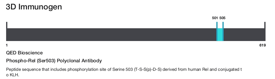 Phospho-Rel (Ser503) Polyclonal Antibody
