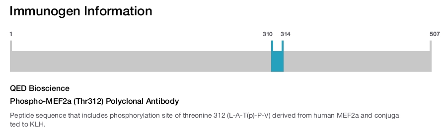 Phospho-MEF2a (Thr312) Polyclonal Antibody