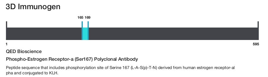 Phospho-Estrogen Receptor-a (Ser167) Polyclonal Antibody