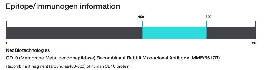 CD10 (Membrane Metalloendopeptidase) Recombinant Rabbit Monoclonal Antibody (MME/9617R)