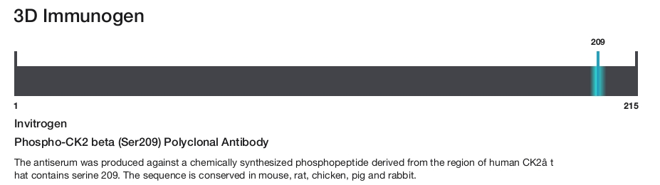 Phospho-CK2 beta (Ser209) Polyclonal Antibody