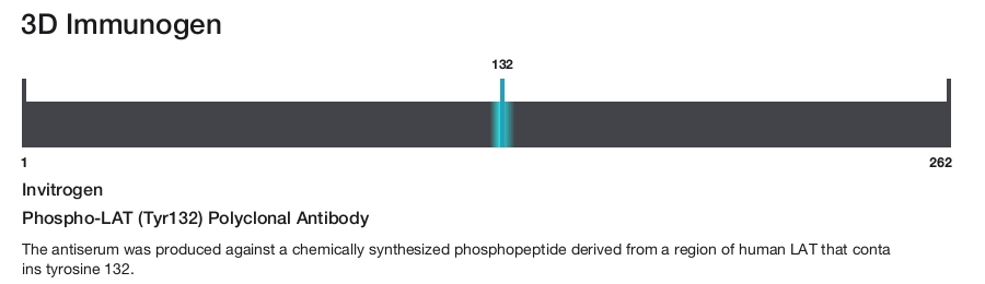 Phospho-LAT (Tyr132) Polyclonal Antibody