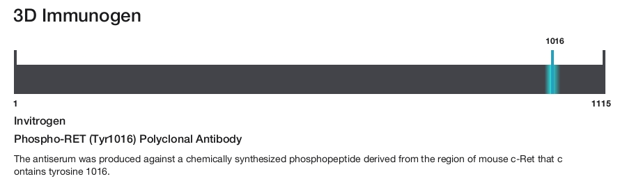 Phospho-RET (Tyr1016) Polyclonal Antibody