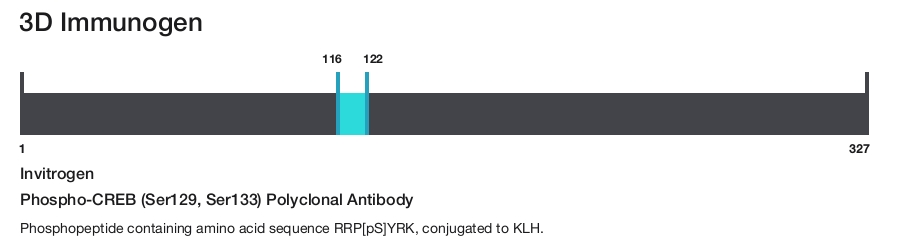 Phospho-CREB (Ser129, Ser133) Polyclonal Antibody