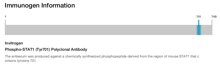 Phospho-STAT1 (Tyr701) Polyclonal Antibody