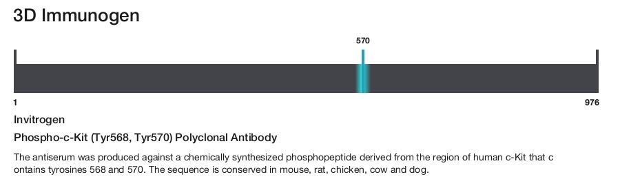 Phospho-c-Kit (Tyr568, Tyr570) Polyclonal Antibody