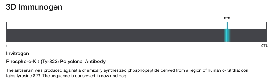 Phospho-c-Kit (Tyr823) Polyclonal Antibody