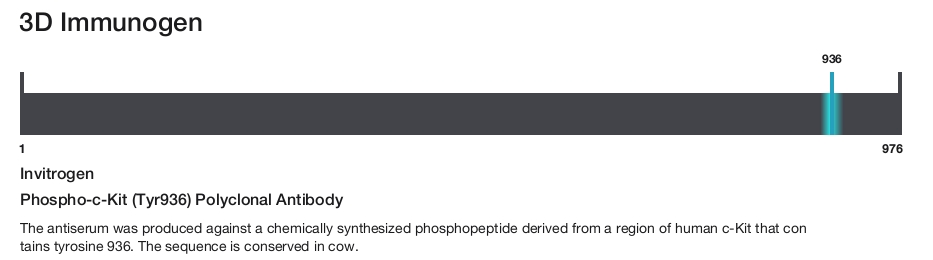 Phospho-c-Kit (Tyr936) Polyclonal Antibody