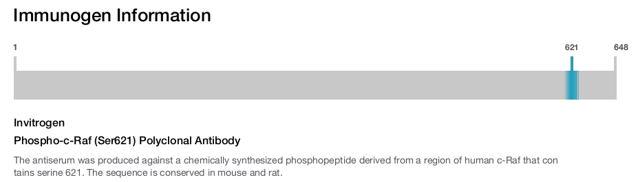 Phospho-c-Raf (Ser621) Polyclonal Antibody