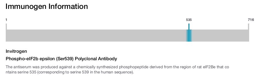Phospho-eIF2b epsilon (Ser539) Polyclonal Antibody