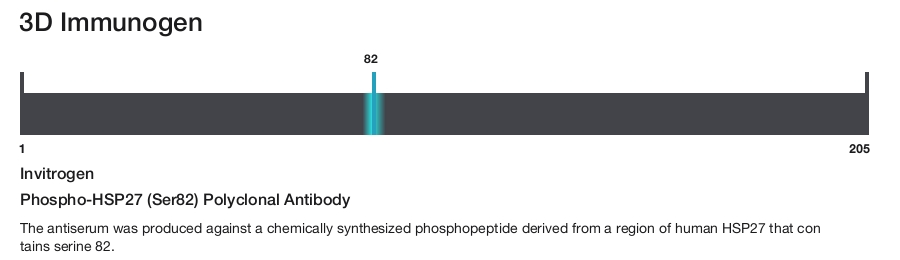 Phospho-HSP27 (Ser82) Polyclonal Antibody