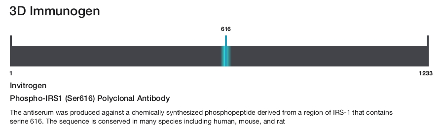 Phospho-IRS1 (Ser616) Polyclonal Antibody