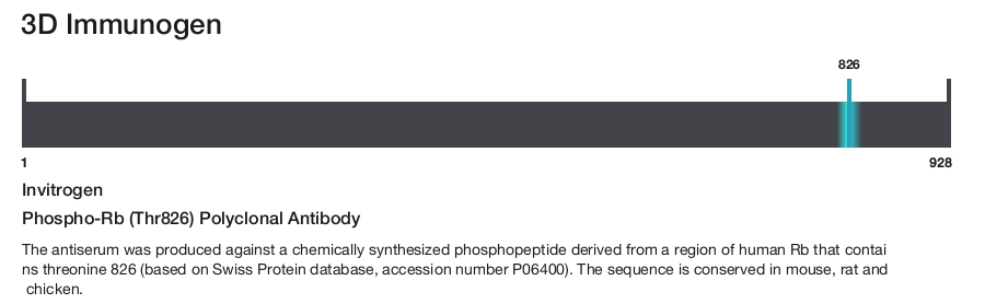 Phospho-Rb (Thr826) Polyclonal Antibody