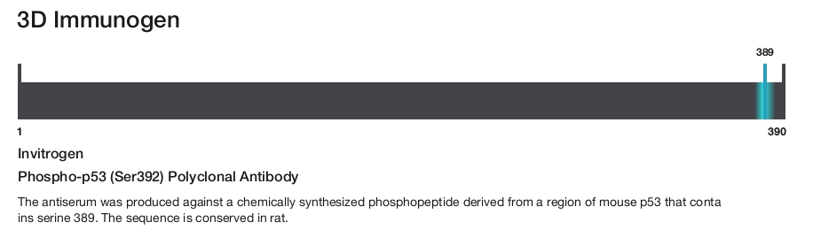 Phospho-p53 (Ser392) Polyclonal Antibody