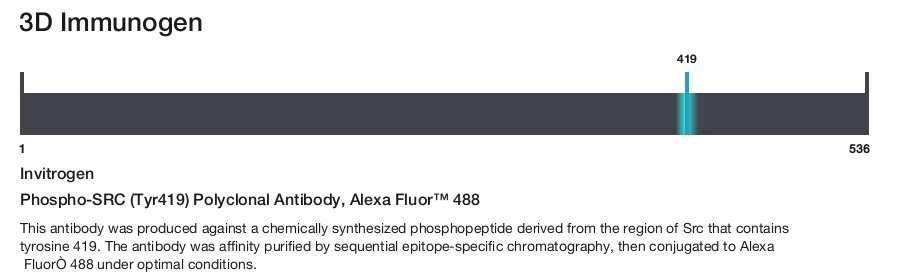 Phospho-SRC (Tyr419) Polyclonal Antibody, Alexa Fluor&trade; 488