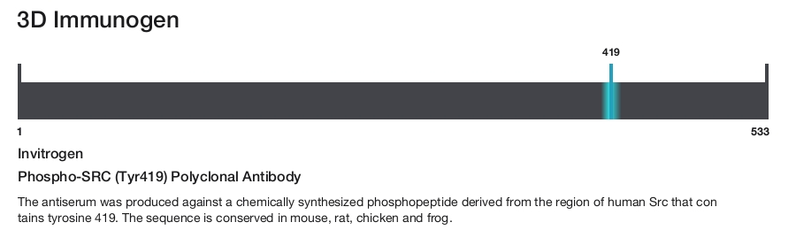 Phospho-SRC (Tyr419) Polyclonal Antibody