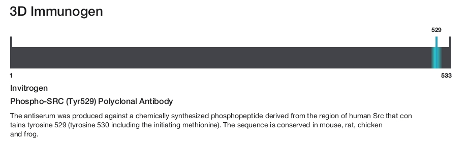 Phospho-SRC (Tyr529) Polyclonal Antibody