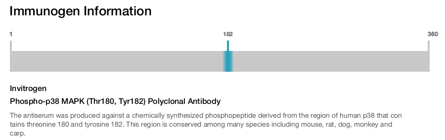 Phospho-p38 MAPK (Thr180, Tyr182) Polyclonal Antibody