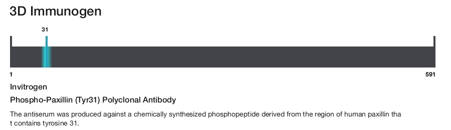 Phospho-Paxillin (Tyr31) Polyclonal Antibody