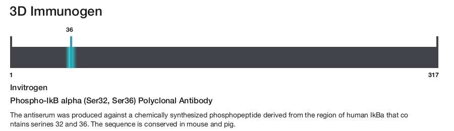 Phospho-IkB alpha (Ser32, Ser36) Polyclonal Antibody