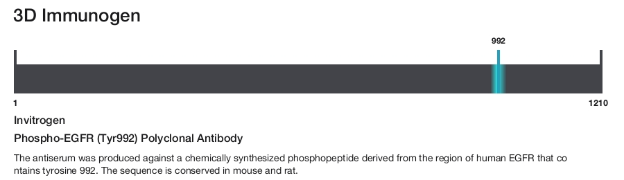 Phospho-EGFR (Tyr992) Polyclonal Antibody