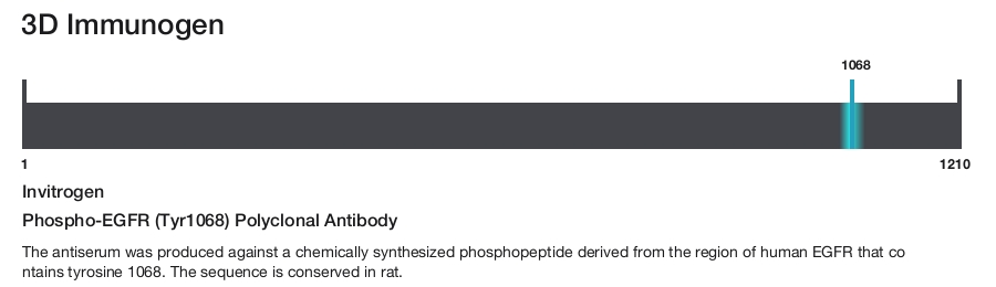 Phospho-EGFR (Tyr1068) Polyclonal Antibody