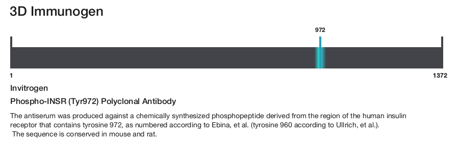 Phospho-INSR (Tyr972) Polyclonal Antibody