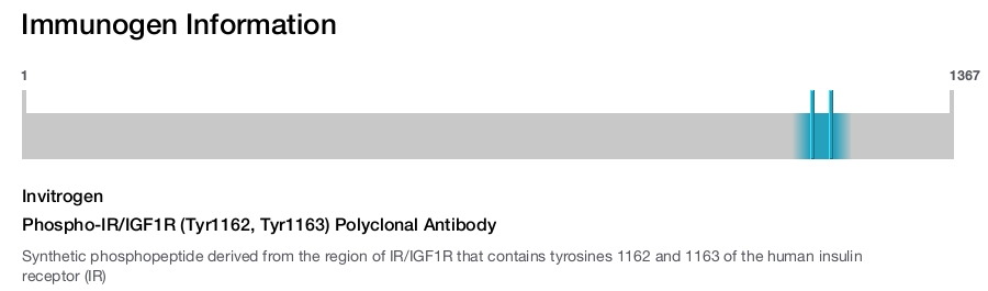 Phospho-IR/IGF1R (Tyr1162, Tyr1163) Polyclonal Antibody