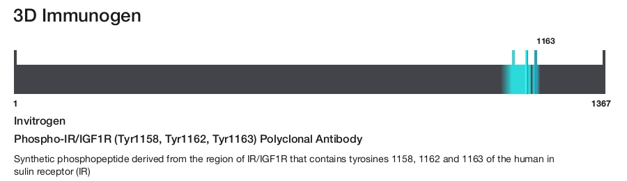 Phospho-IR/IGF1R (Tyr1158, Tyr1162, Tyr1163) Polyclonal Antibody