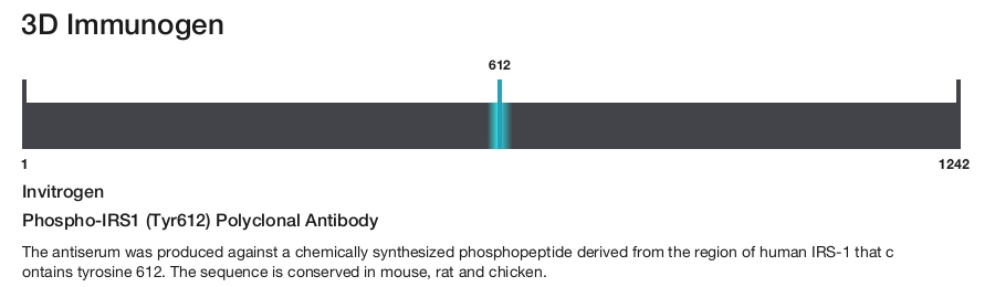 Phospho-IRS1 (Tyr612) Polyclonal Antibody