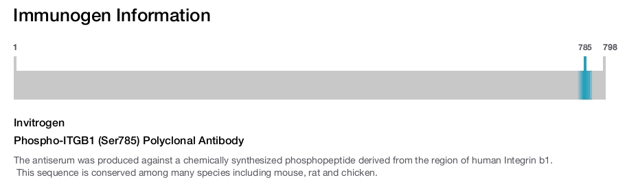Phospho-ITGB1 (Ser785) Polyclonal Antibody