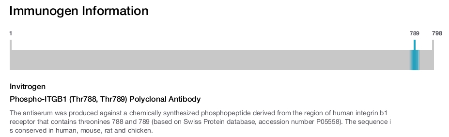 Phospho-ITGB1 (Thr788, Thr789) Polyclonal Antibody