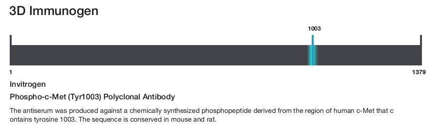 Phospho-c-Met (Tyr1003) Polyclonal Antibody