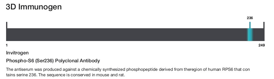 Phospho-S6 (Ser236) Polyclonal Antibody