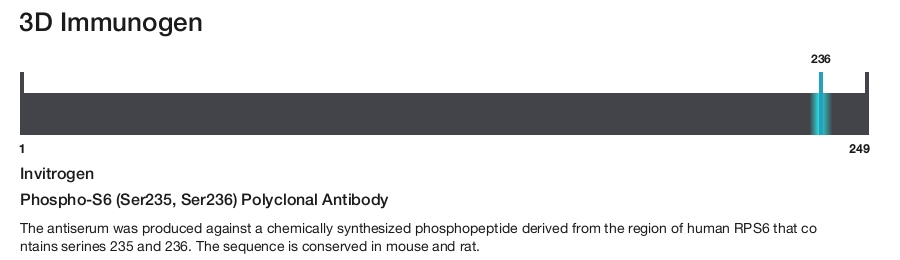 Phospho-S6 (Ser235, Ser236) Polyclonal Antibody
