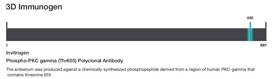 Phospho-PKC gamma (Thr655) Polyclonal Antibody