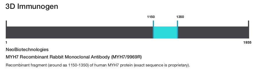 MYH7 Recombinant Rabbit Monoclonal Antibody (MYH7/9969R)
