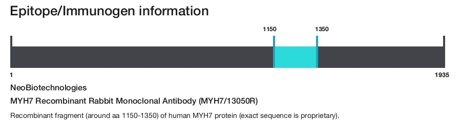 MYH7 Recombinant Rabbit Monoclonal Antibody (MYH7/13050R)
